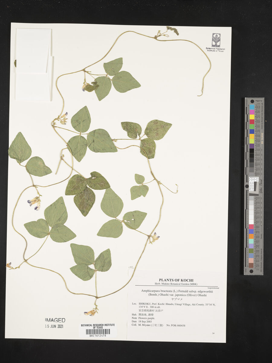 Amphicarpaea bracteata subsp. edgeworthii