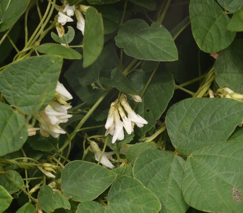Amphicarpaea edgeworthii — photo