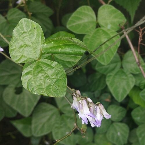 Amphicarpaea edgeworthii