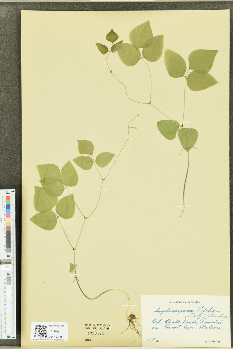 Amphicarpaea pitcheri (Hog Peanut) — photo