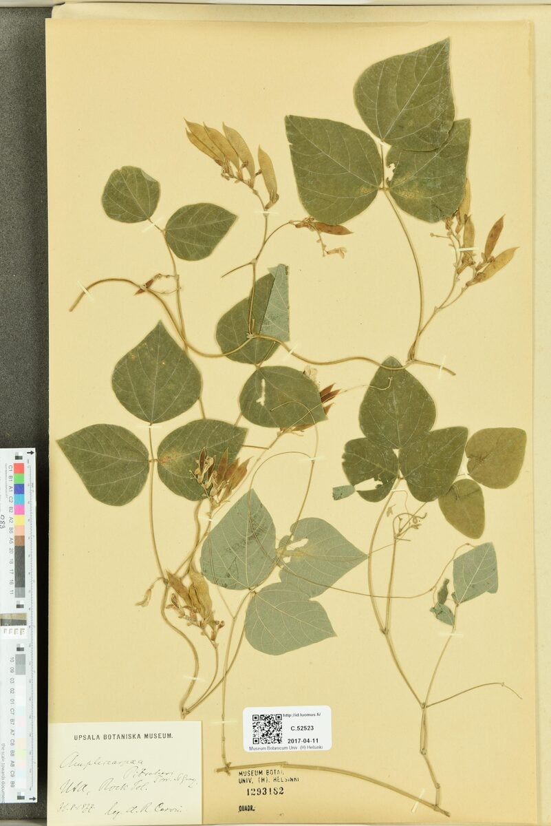 Amphicarpaea pitcheri (Hog Peanut) — photo