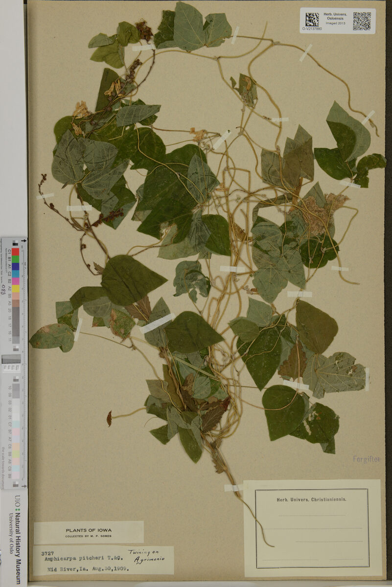 Amphicarpaea pitcheri
