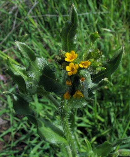 Amsinckia menziesii (Menzies fiddleneck) — photo