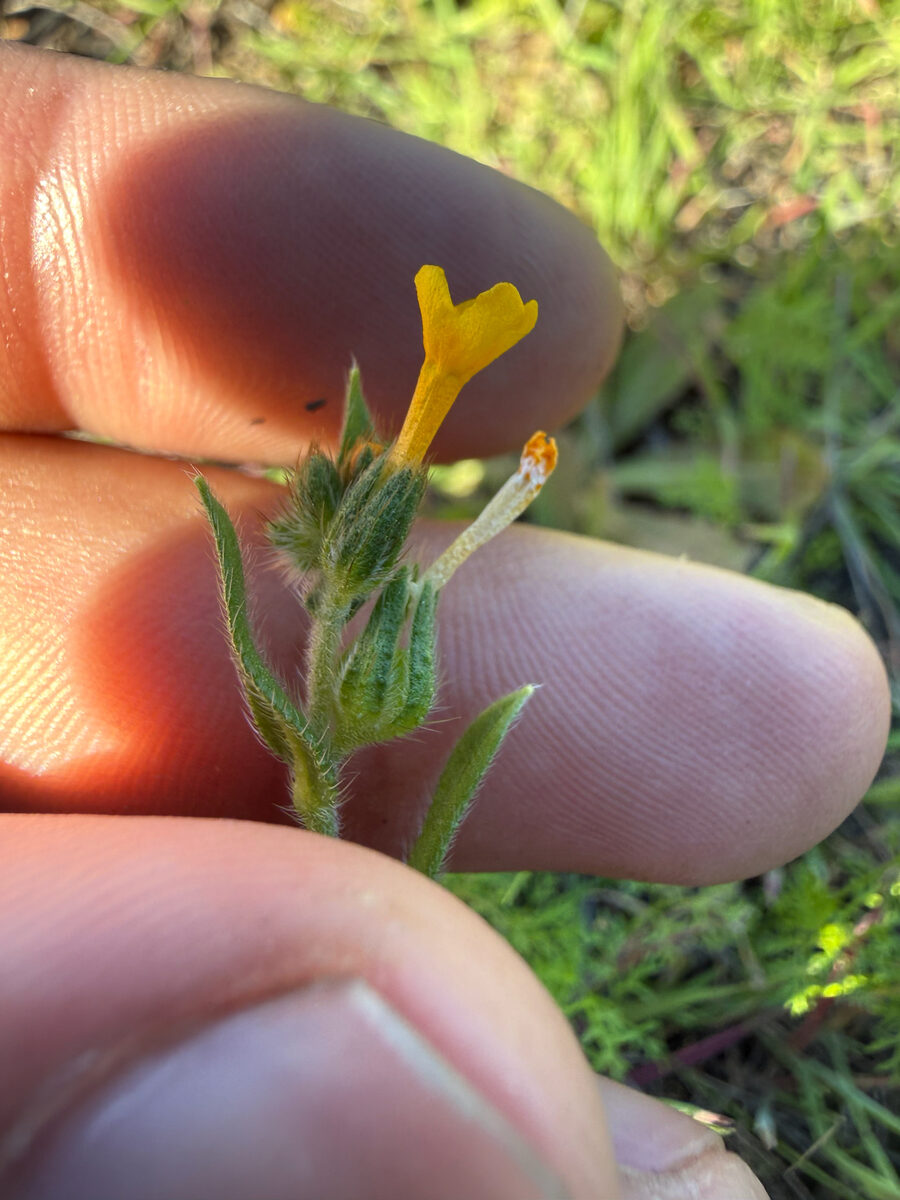 Amsinckia menziesii var. intermedia - (Fisch. & C.A.Mey.) ined. (Common Fiddleneck) — photo