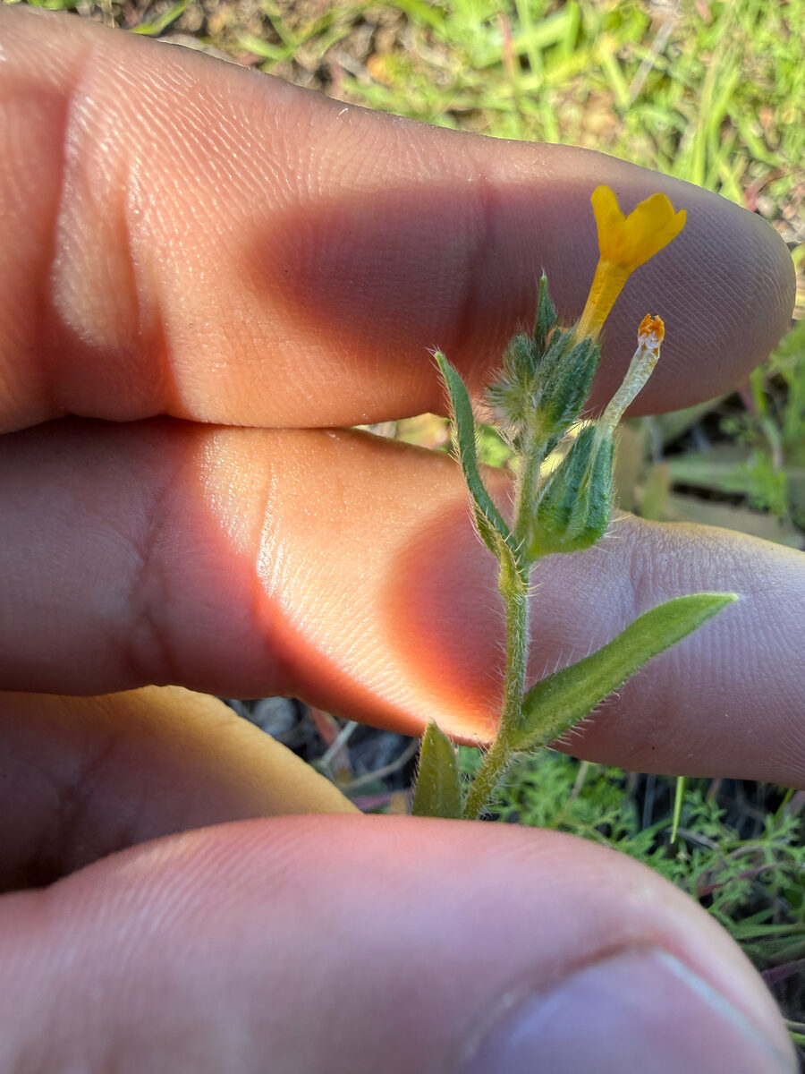 Amsinckia menziesii var. intermedia - (Fisch. & C.A.Mey.) ined. (Common Fiddleneck) — photo
