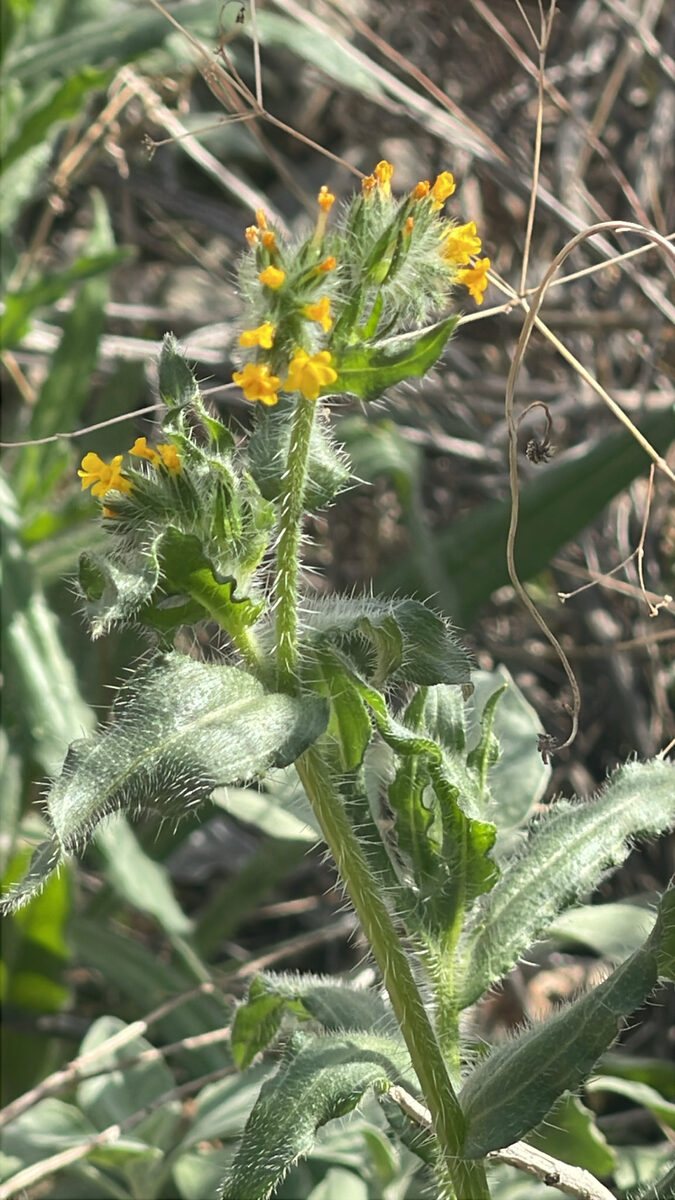 Amsinckia menziesii var. intermedia - (Fisch. & C.A.Mey.) ined.