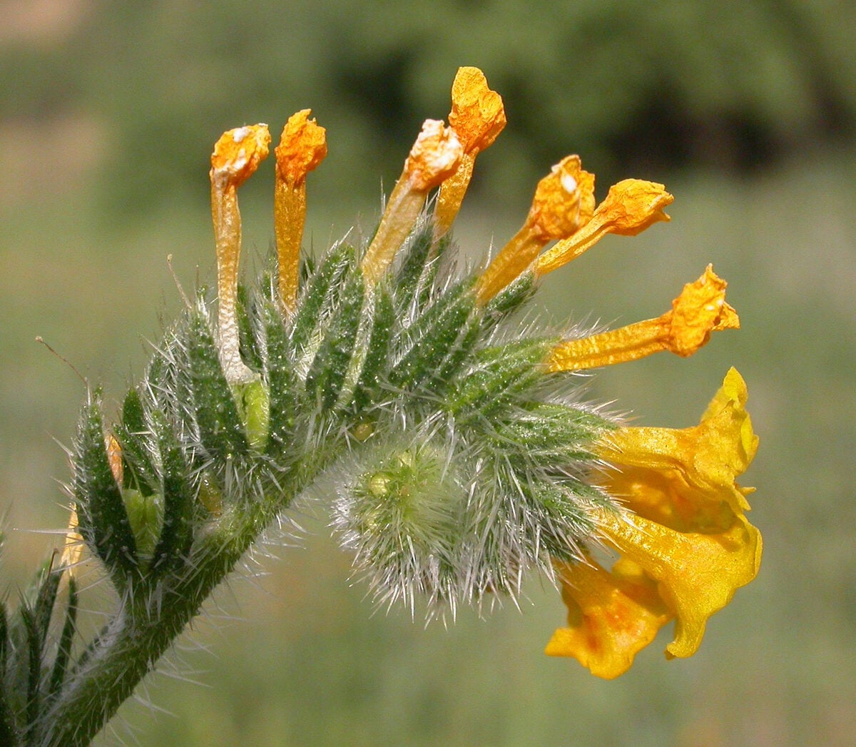 Amsinckia menziesii