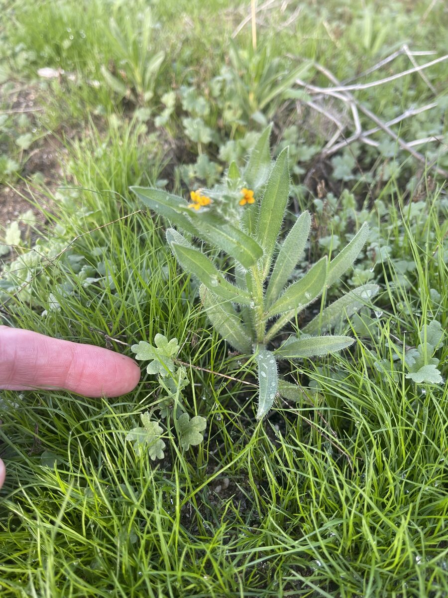Amsinckia tesselata (Bristly Fiddleneck) — photo
