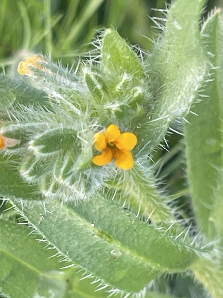 Amsinckia tesselata (Bristly Fiddleneck) — photo