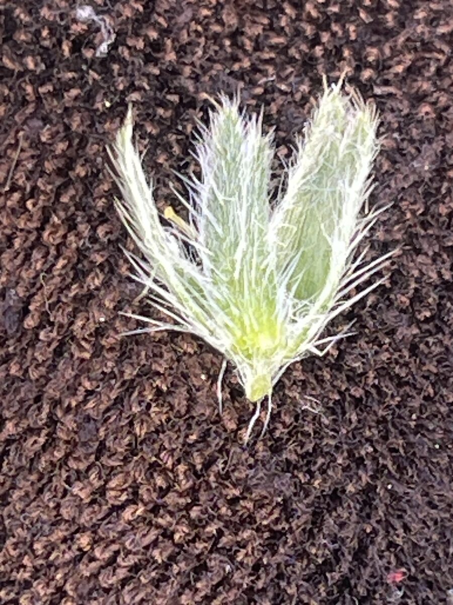 Amsinckia tesselata