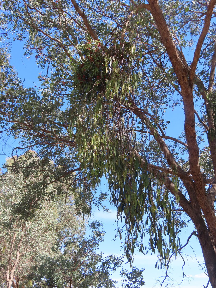 Amyema miraculosa subsp. boormanii — photo
