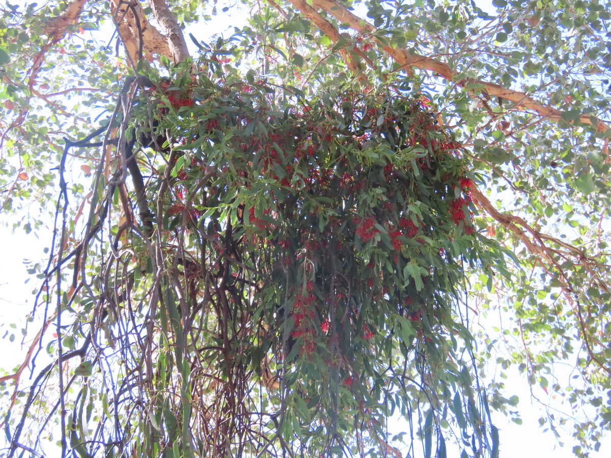 Amyema miraculosa subsp. boormanii — photo