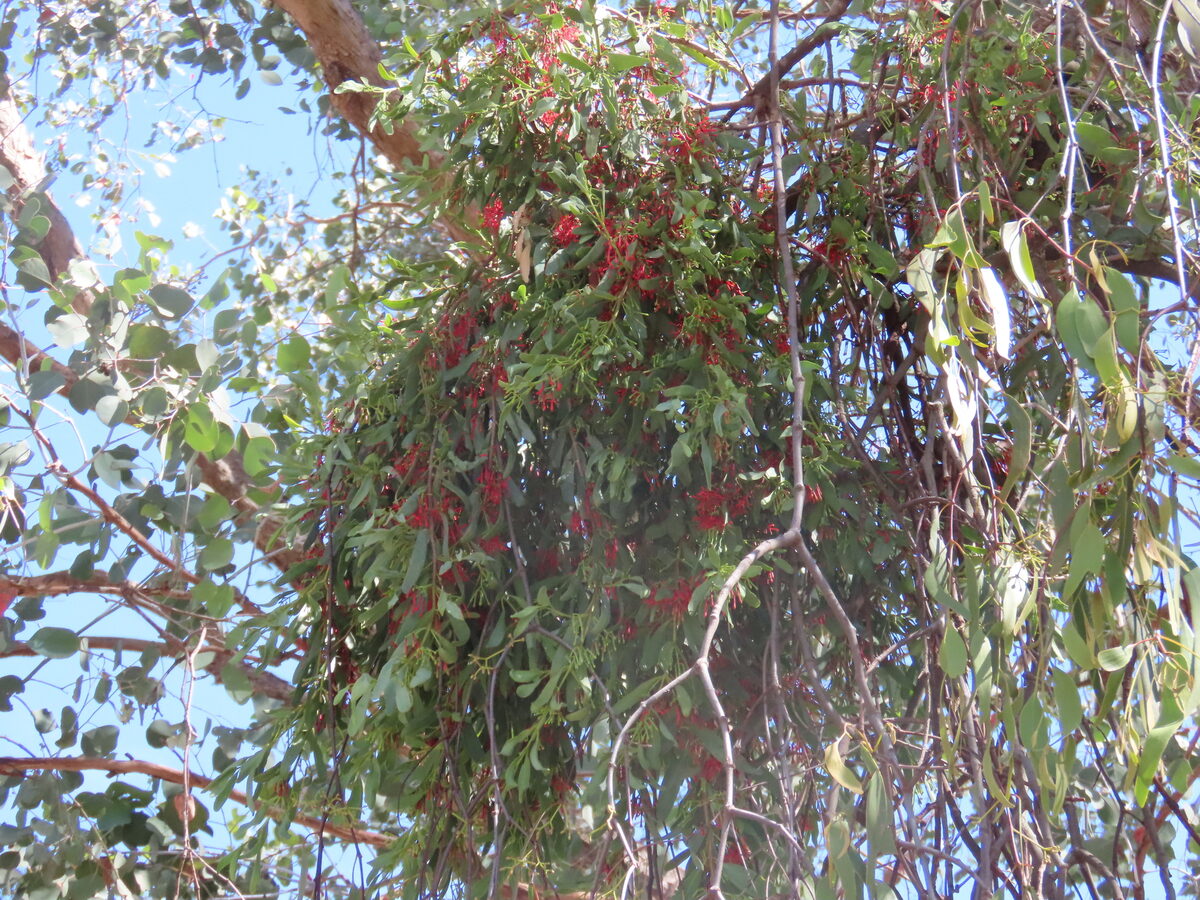 Amyema miraculosa subsp. boormanii