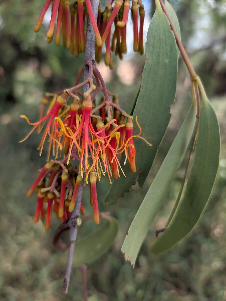 Amyema pendulum - (Siebold. ex Spreng.)Tiegh. (Drooping Mistletoe) — photo