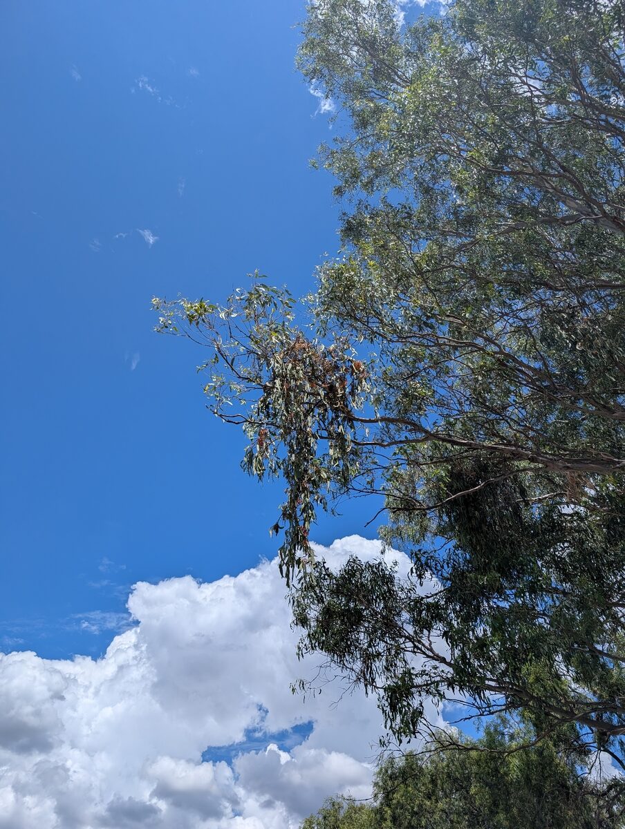 Amyema pendulum - (Siebold. ex Spreng.)Tiegh. (Drooping Mistletoe) — photo