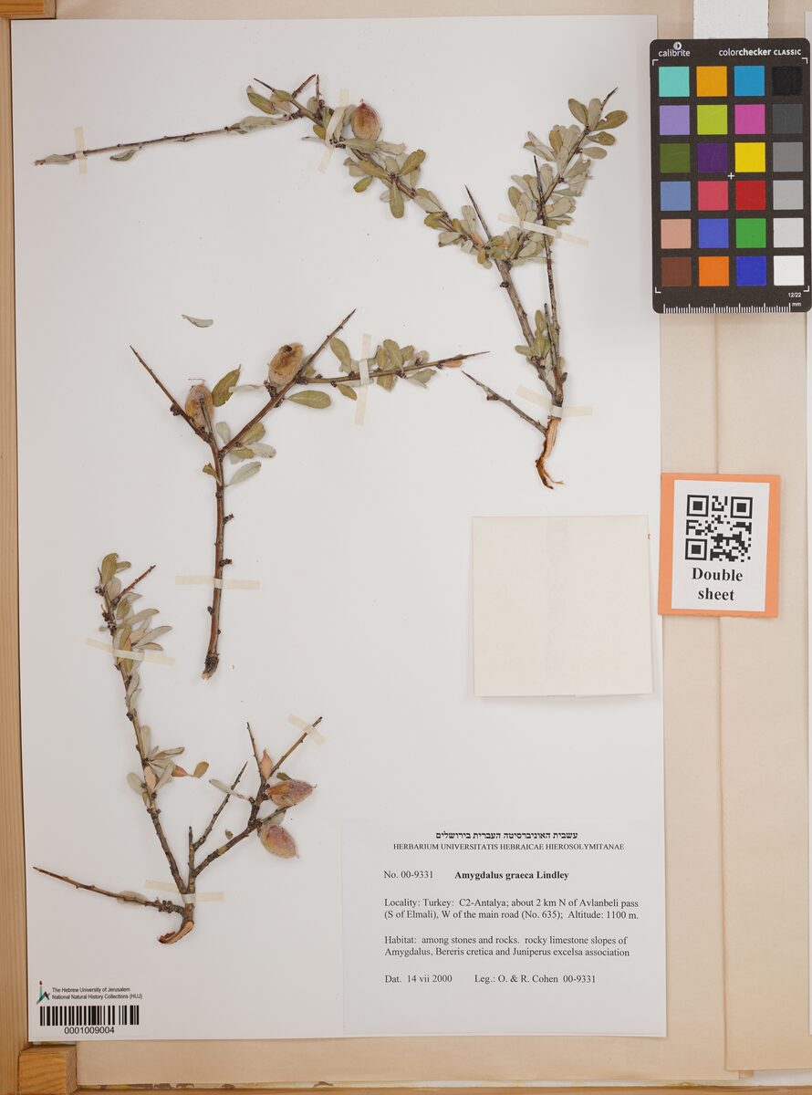Amygdalus graeca — photo