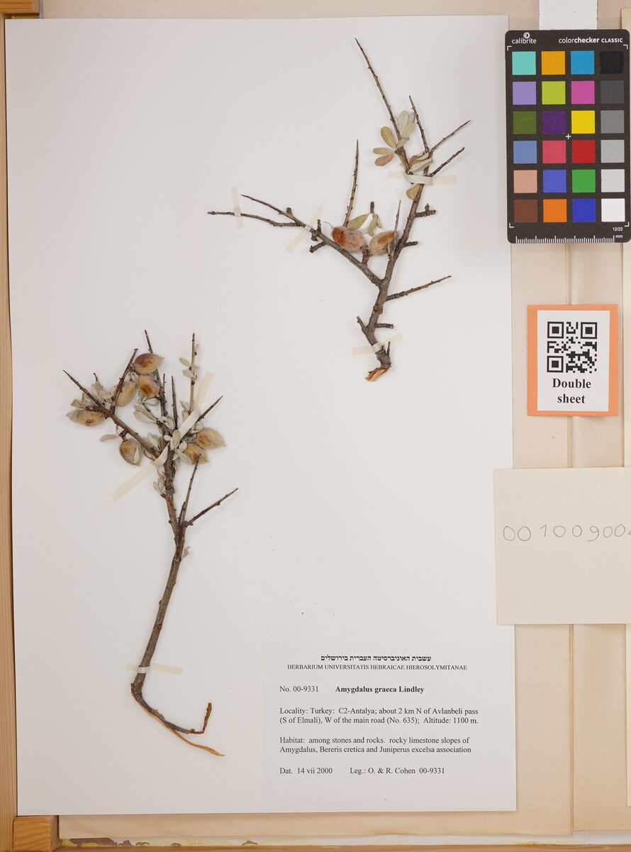 Amygdalus graeca — photo