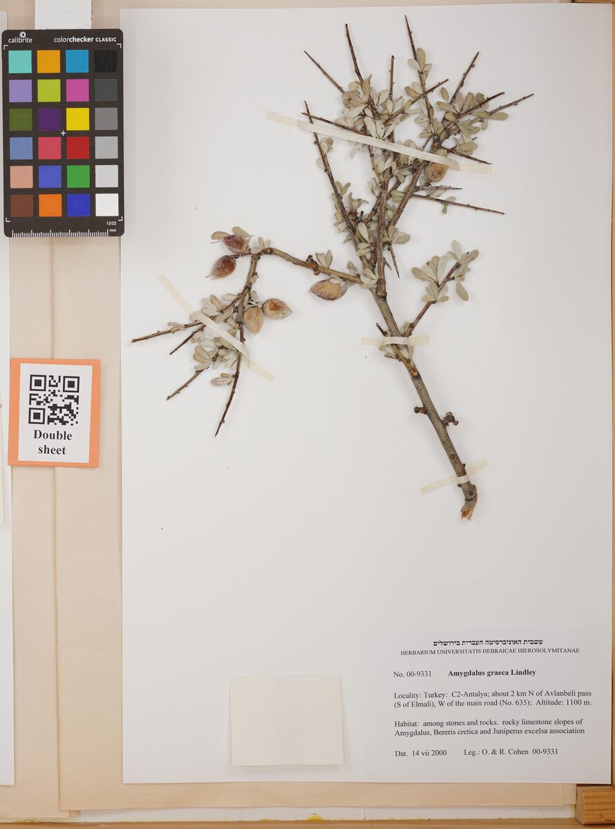 Amygdalus graeca