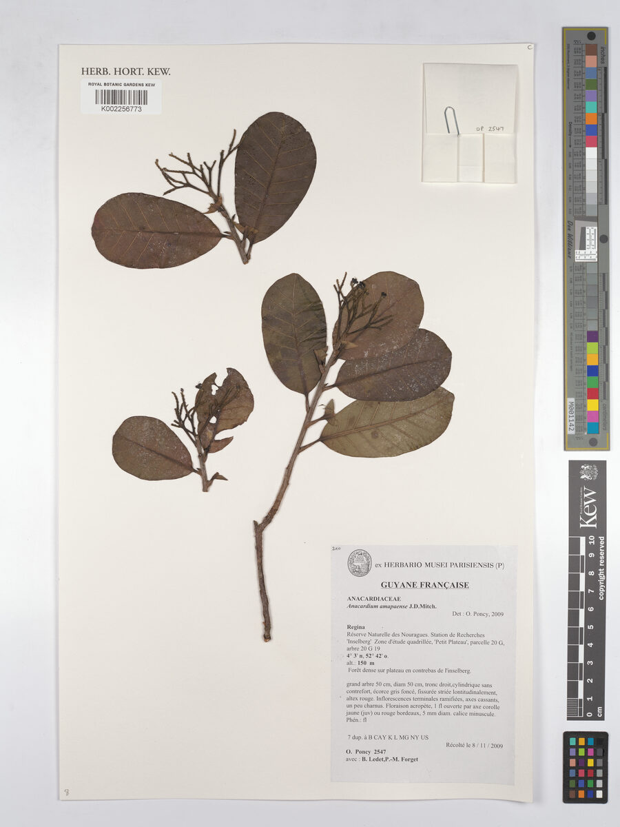 Anacardium amapaense