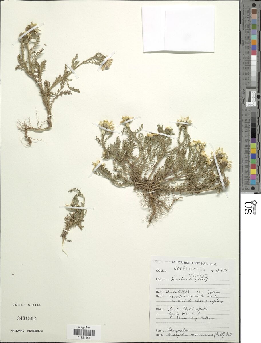 Anacyclus maroccanus