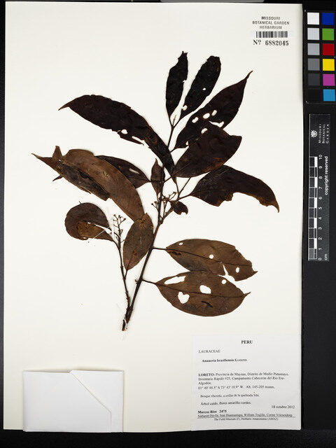 Anaueria brasiliensis (Brazil anaeuria) — photo