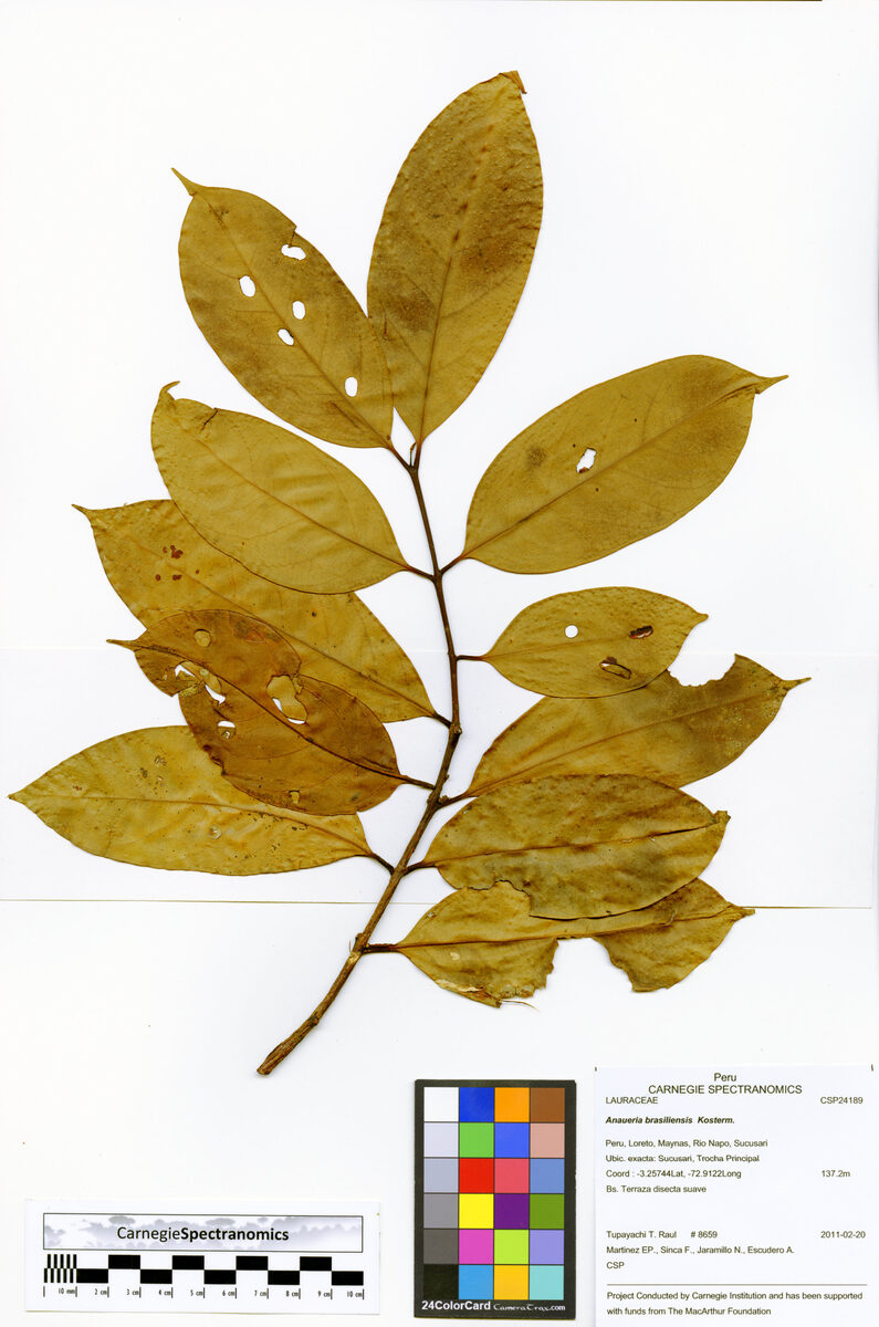 Anaueria brasiliensis (Brazil anaeuria) — photo
