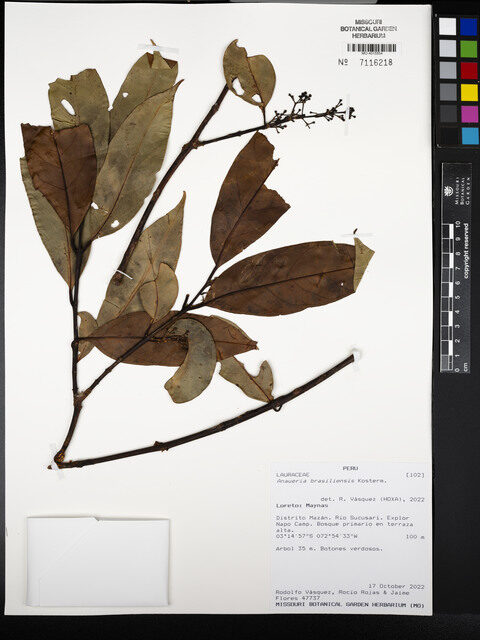 Anaueria brasiliensis