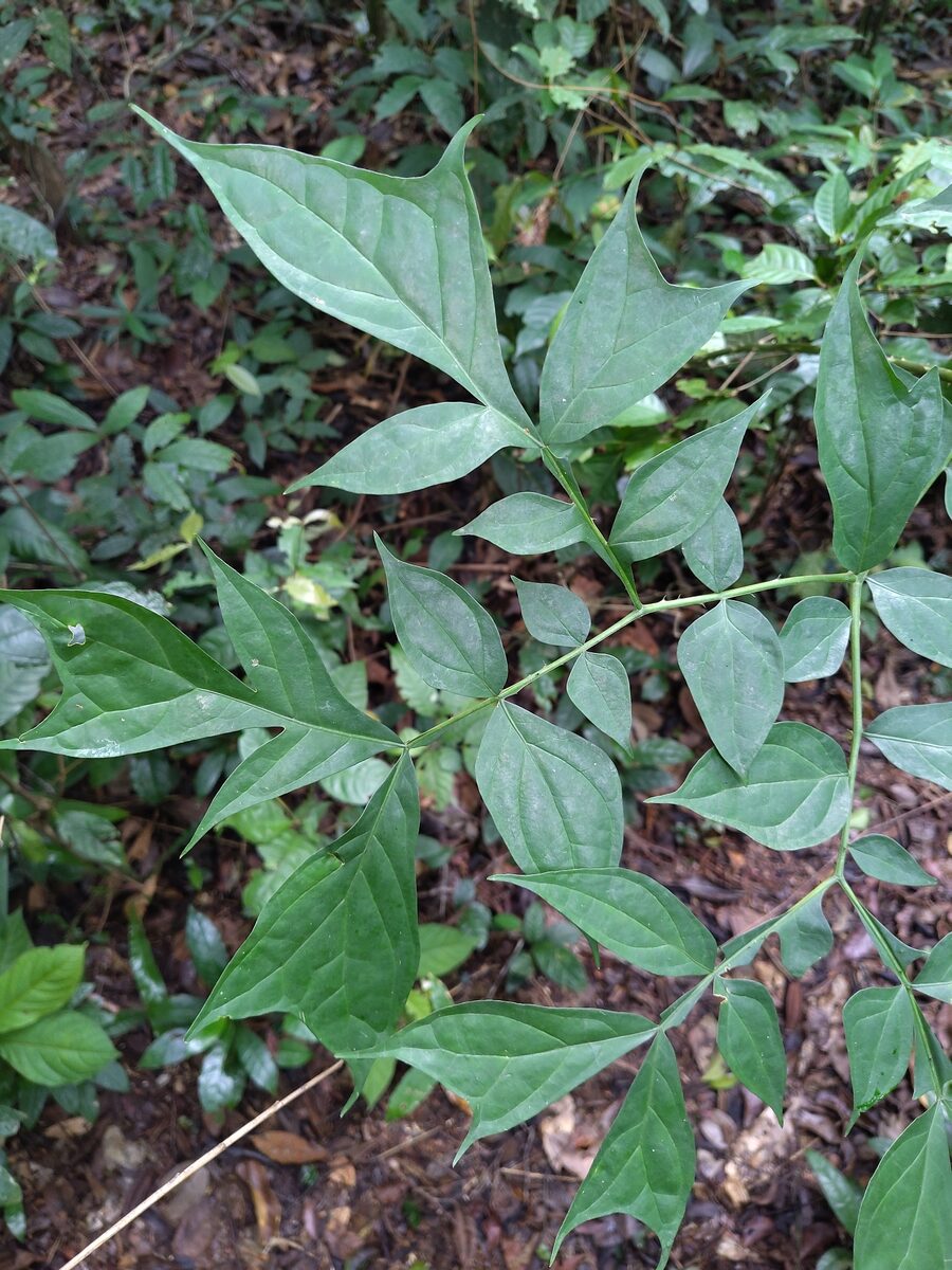 Anchomanes difformis (Forest anchomanes) — photo