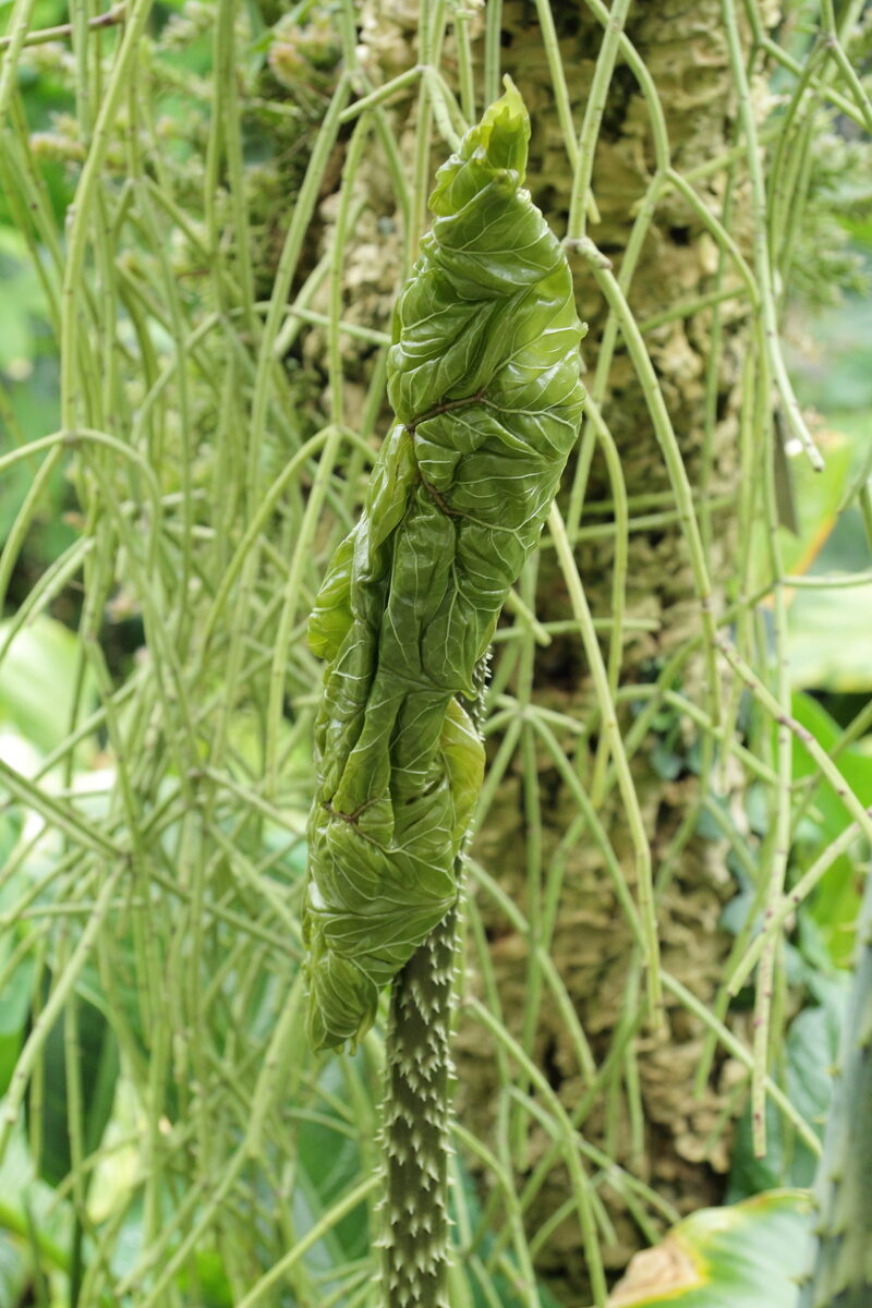 Anchomanes difformis