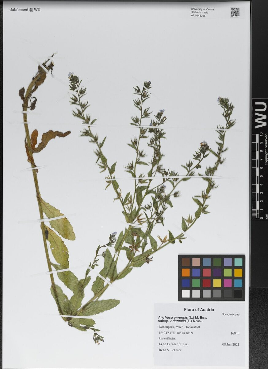 Anchusa arvensis subsp. orientalis — photo