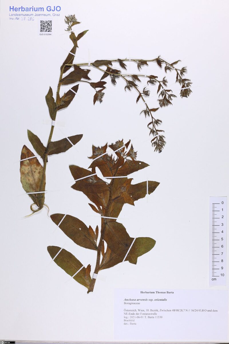 Anchusa arvensis subsp. orientalis — photo