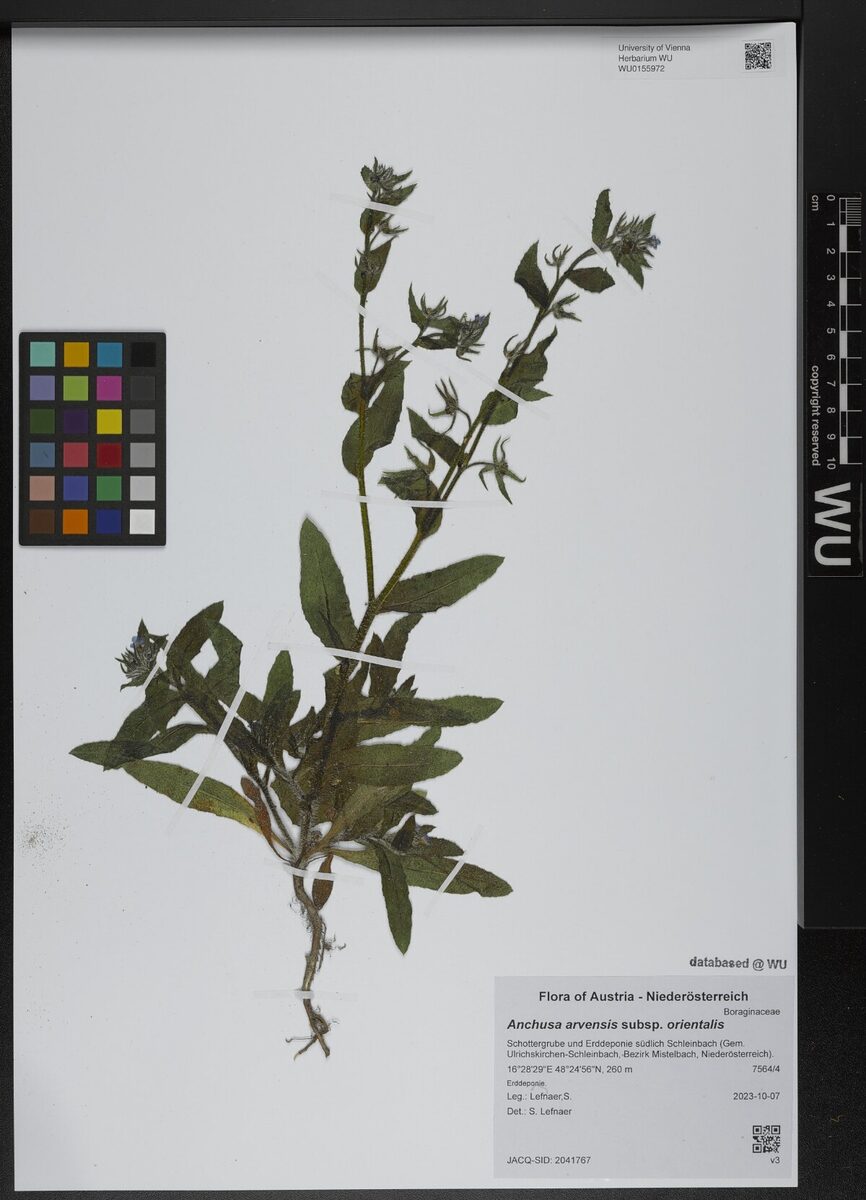 Anchusa arvensis subsp. orientalis
