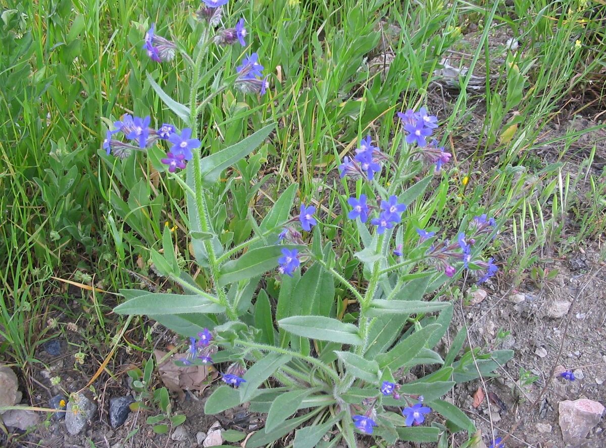 Anchusa azurea (Anchusa) — photo