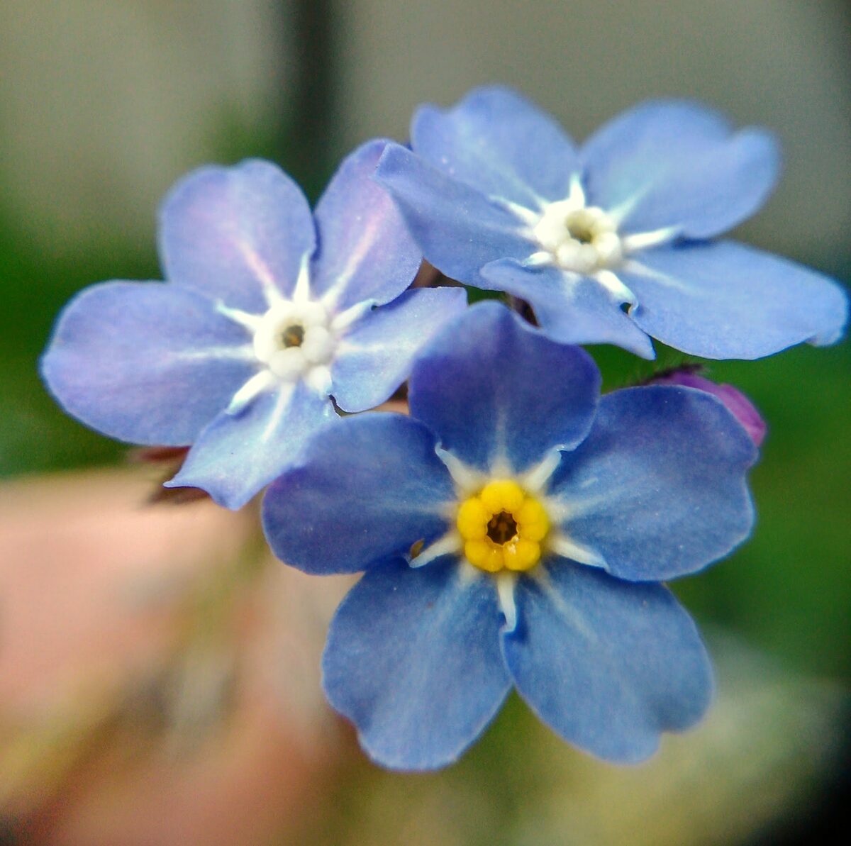 Anchusa azurea (Anchusa) — photo