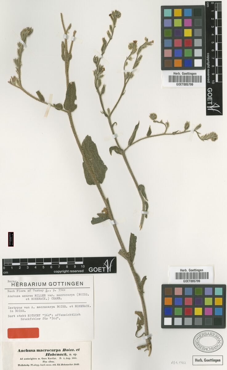 Anchusa azurea var. macrocarpa