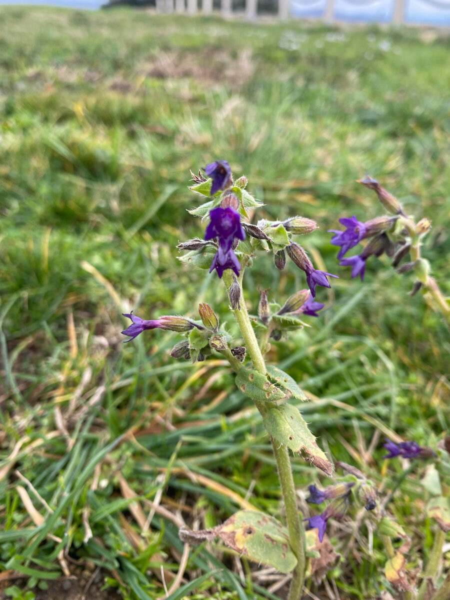 Anchusa undulata subsp. hybrida (Ballikotu) — photo