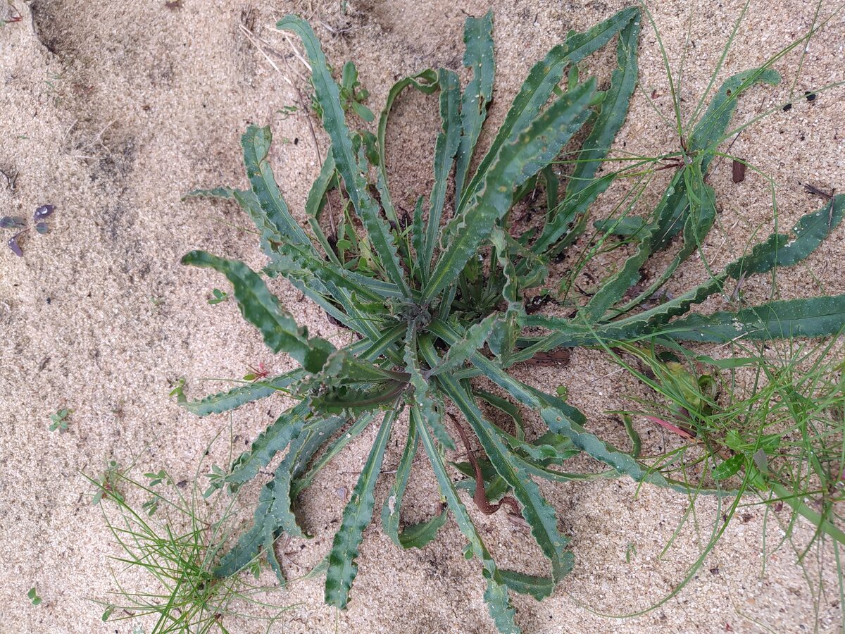 Anchusa undulata subsp. hybrida