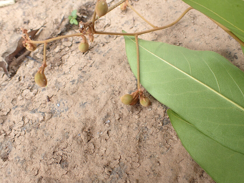 Ancylobothrys robusta — photo