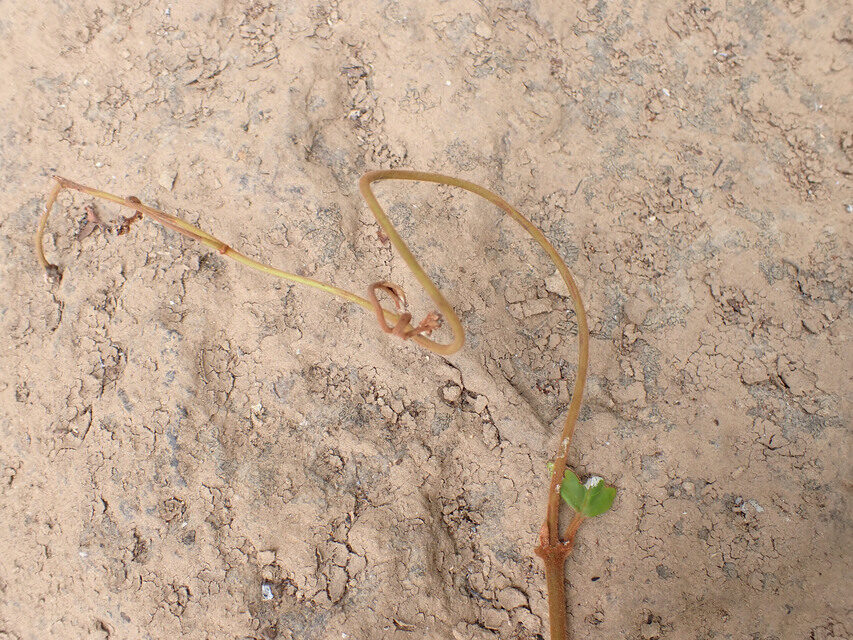 Ancylobothrys robusta — photo