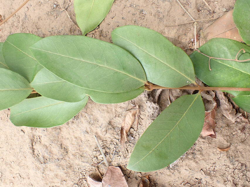 Ancylobothrys robusta