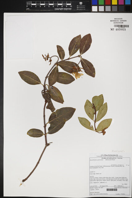 Ancylobotrys petersiana - (Klotzsch) Pierre (Mbohoya) — photo