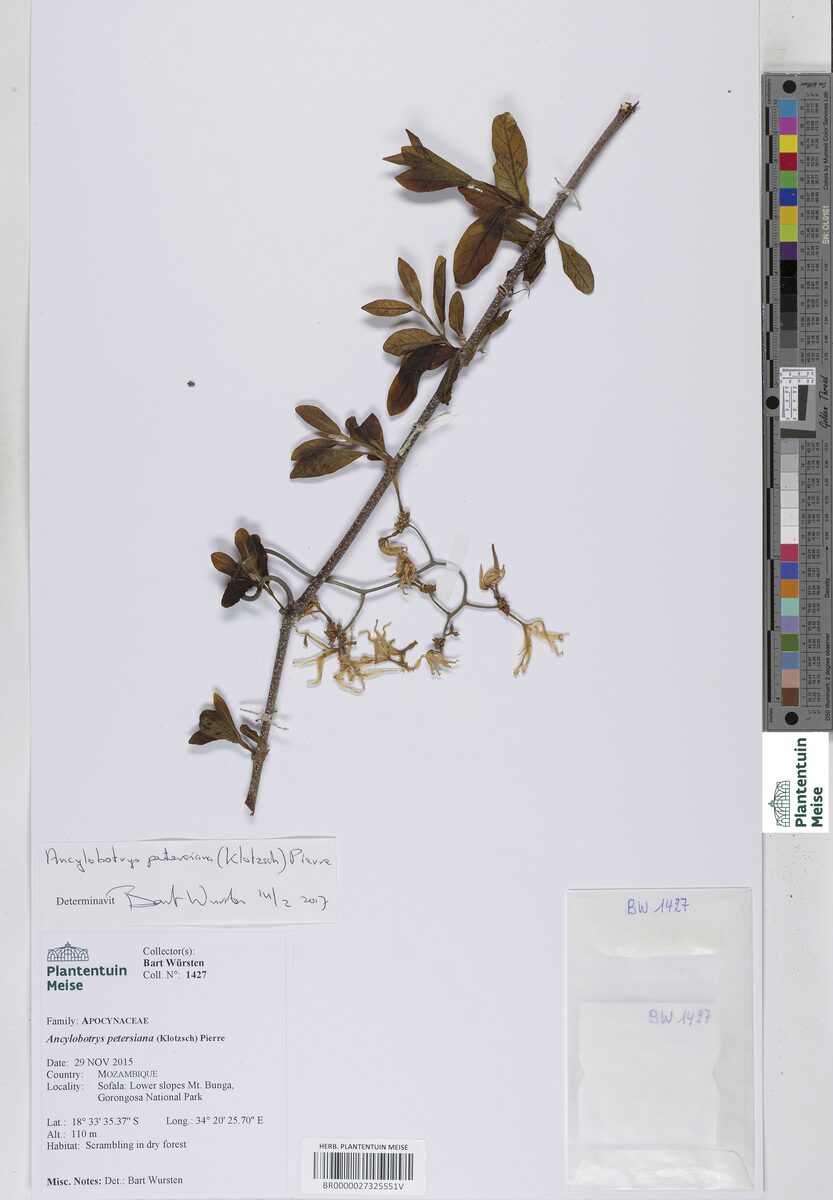 Ancylobotrys petersiana - (Klotzsch) Pierre (Mbohoya) — photo
