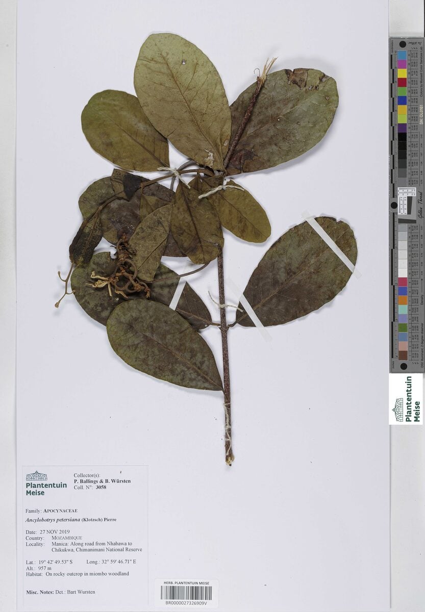 Ancylobotrys petersiana - (Klotzsch) Pierre
