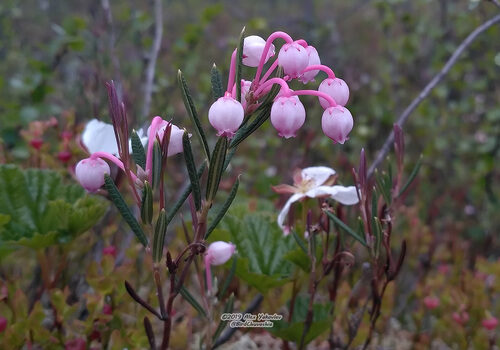 Andromeda polifolia (Marsh Andromeda) — photo