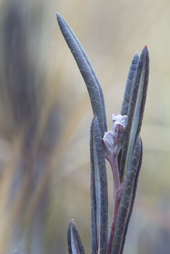 Andromeda polifolia (Marsh Andromeda) — photo