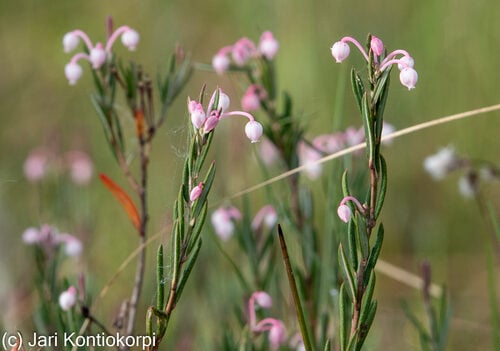 Andromeda polifolia