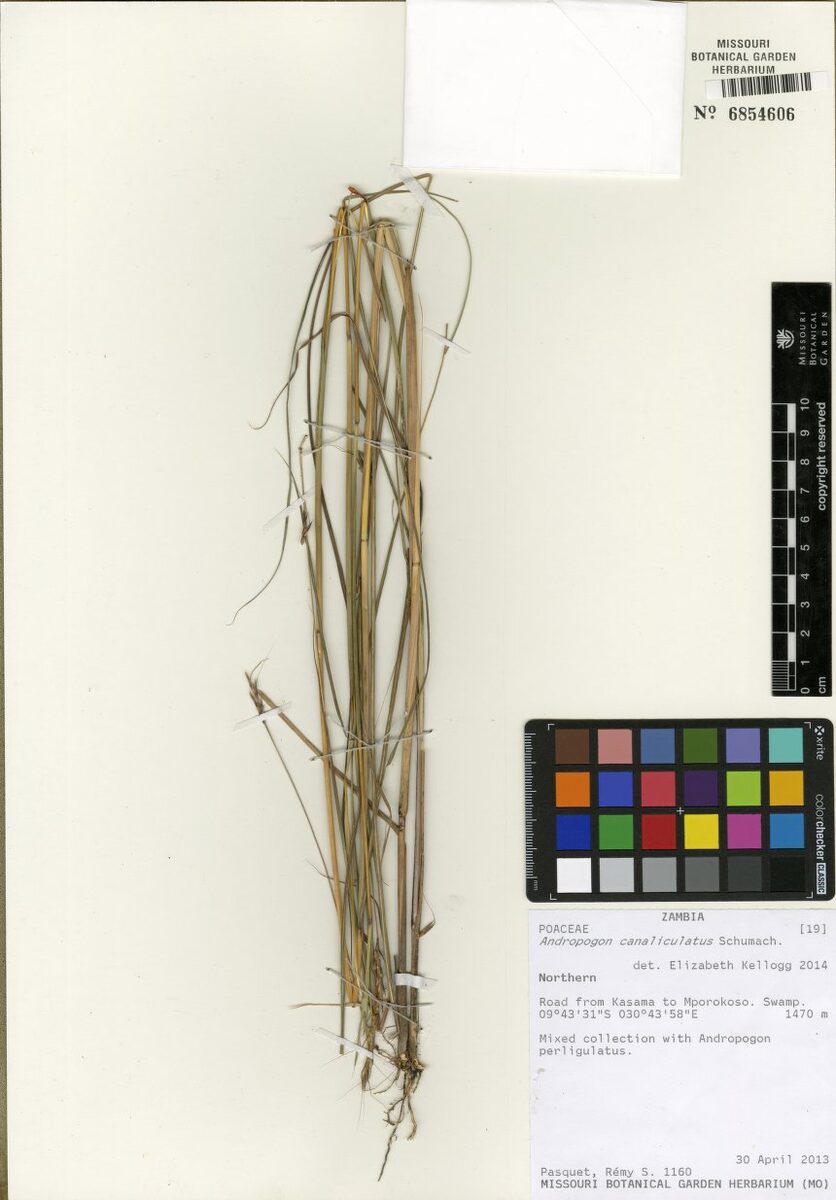 Andropogon canaliculatus — photo