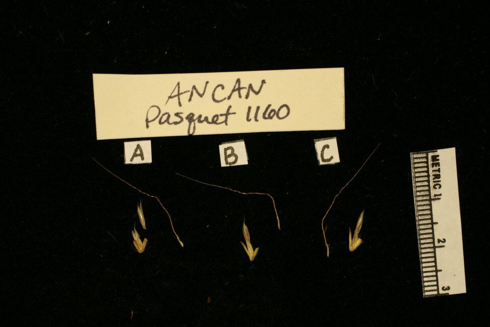 Andropogon canaliculatus — photo