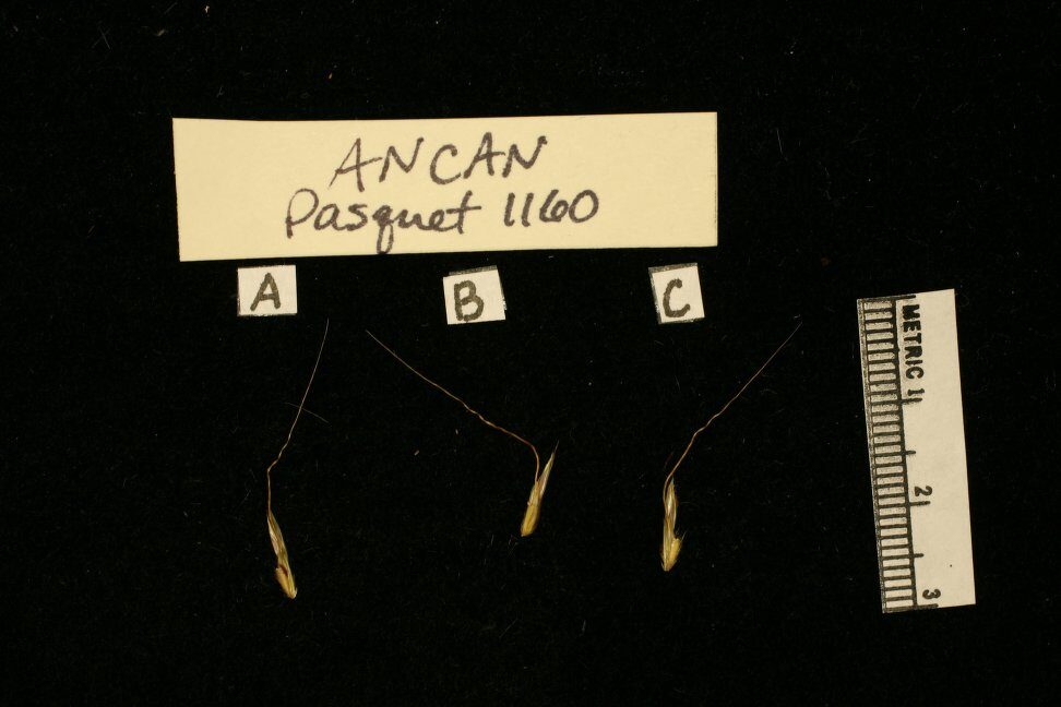 Andropogon canaliculatus