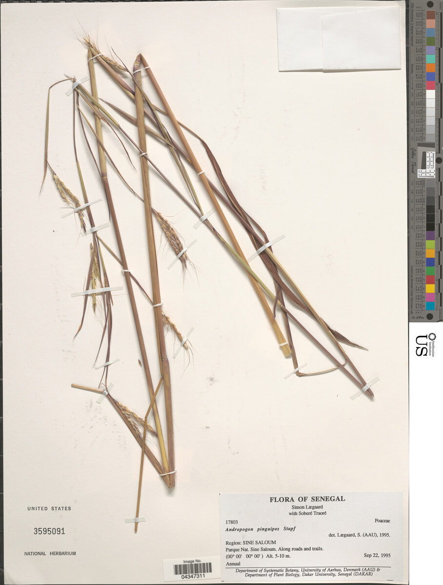 Andropogon pinguipes — photo